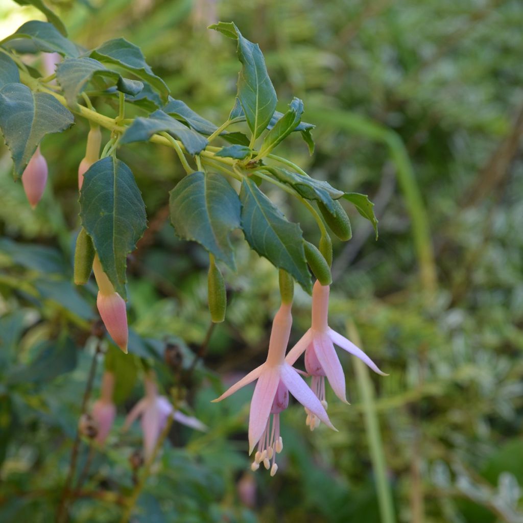 Fuchsia magellanica var. molinae - Scharlach-Fuchsie