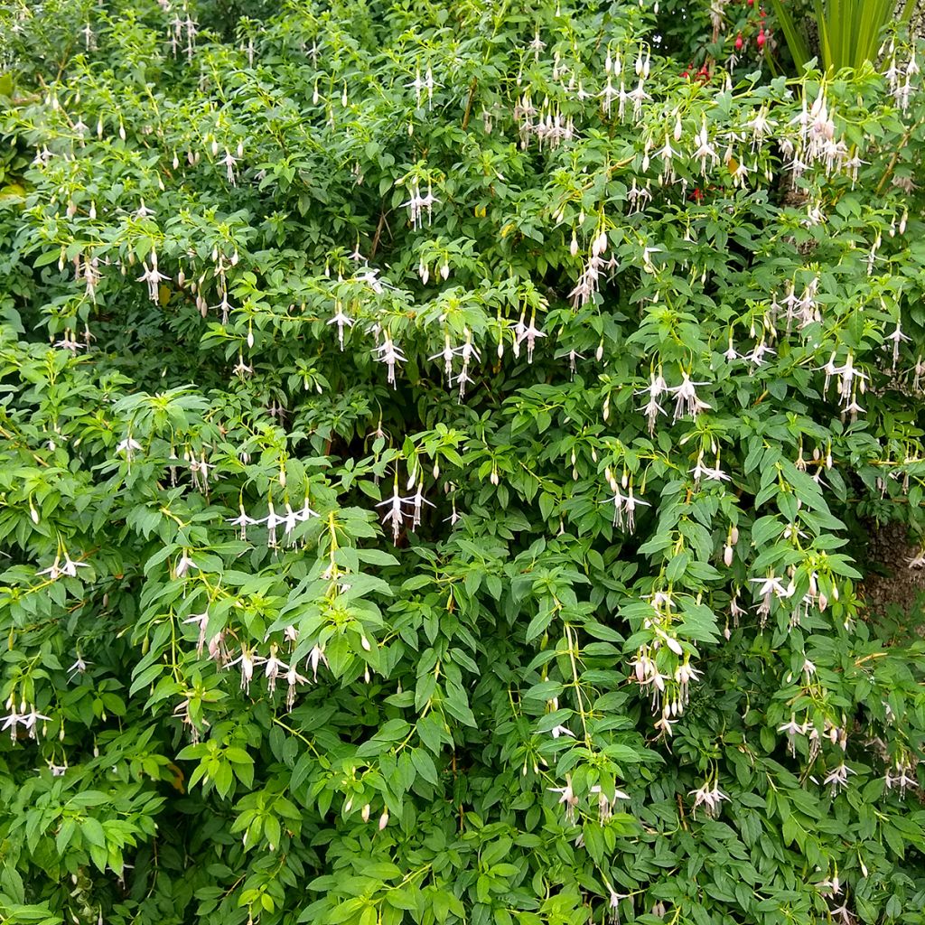 Fuchsia magellanica var. molinae - Scharlach-Fuchsie