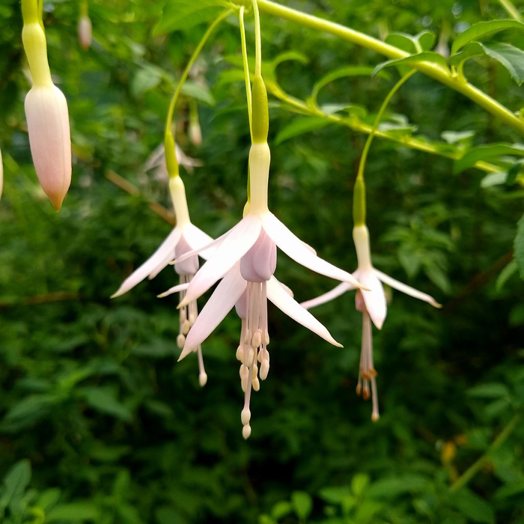 Fuchsia magellanica var. molinae - Scharlach-Fuchsie