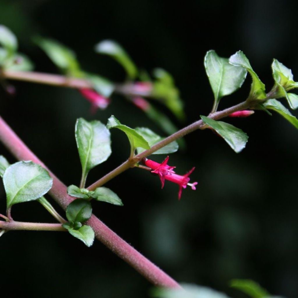 Fuchsia microphylla subsp. hemschleiana ssp. hemschleiana