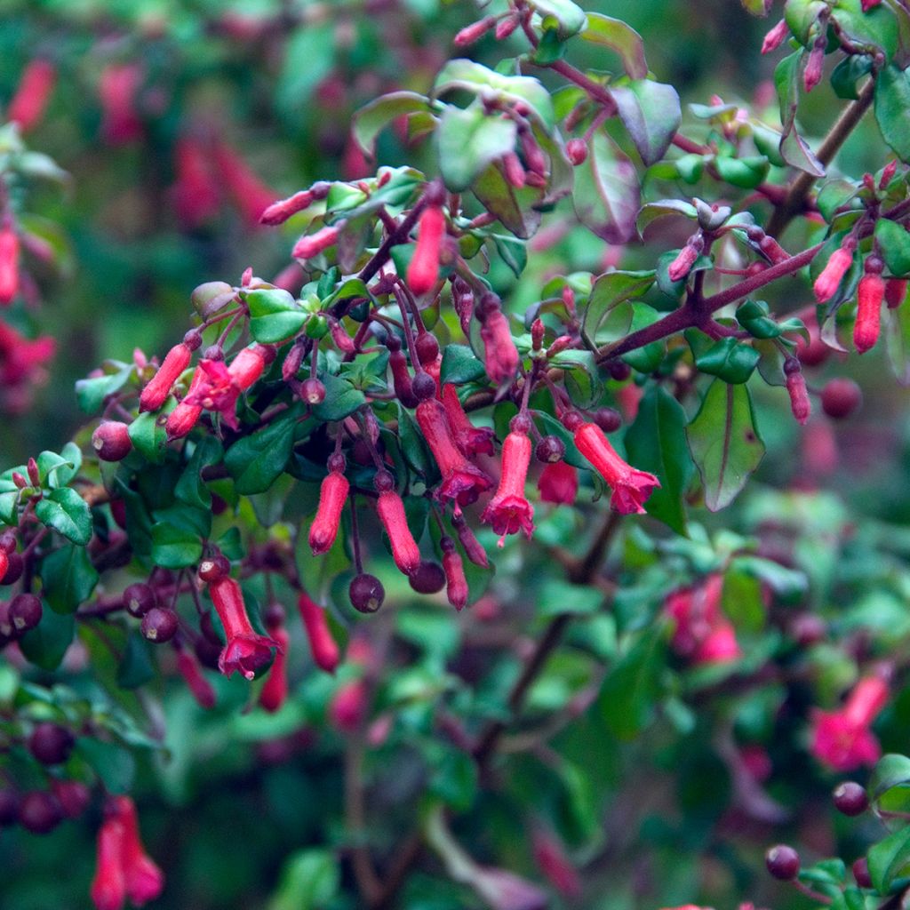 Fuchsia microphylla subsp. hemschleiana ssp. hemschleiana