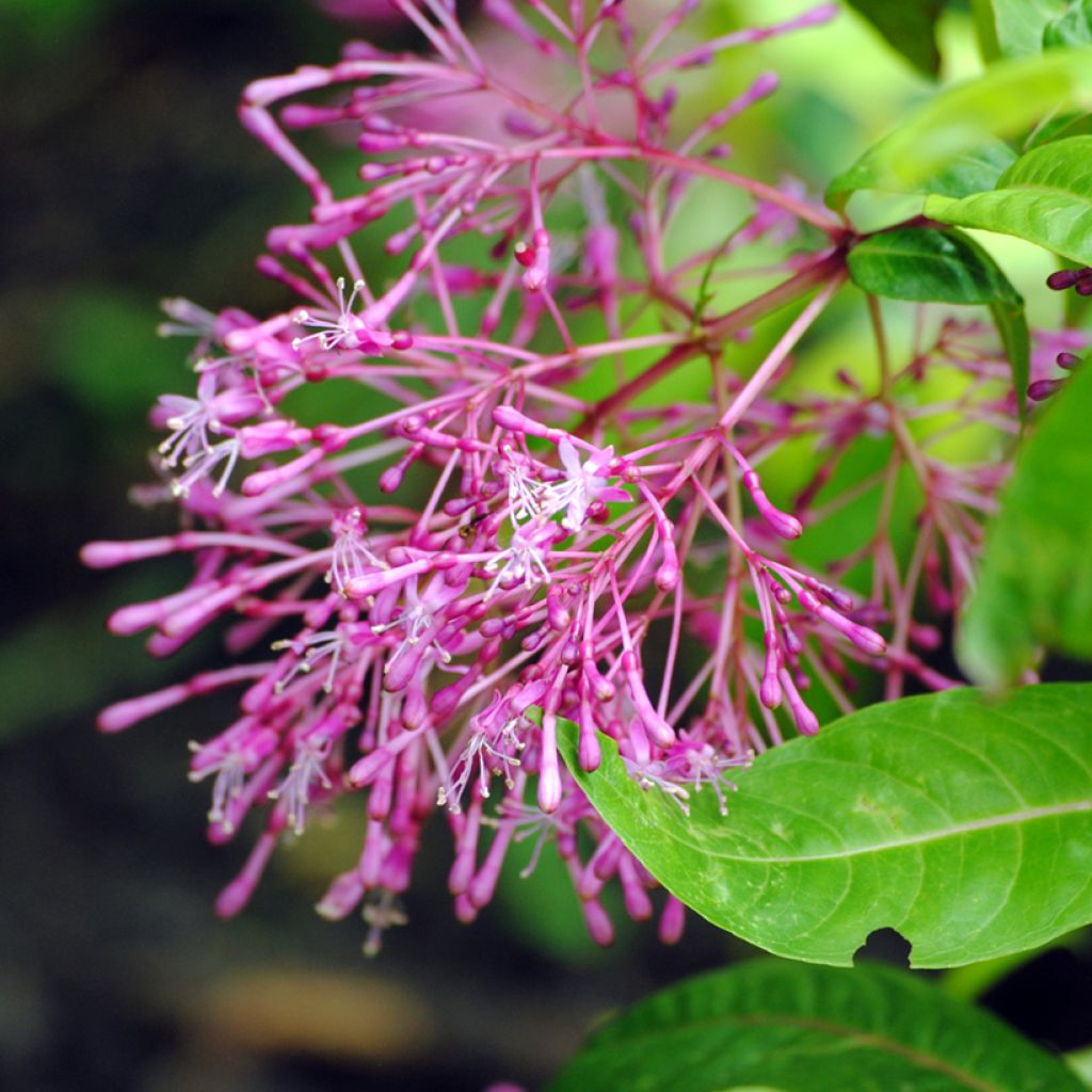 Fuchsia paniculata - Baumfuchsie