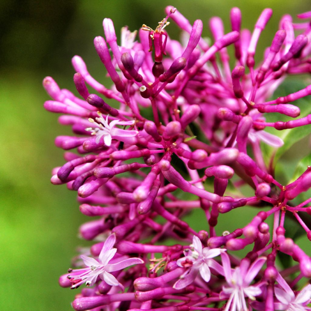 Fuchsia paniculata - Baumfuchsie