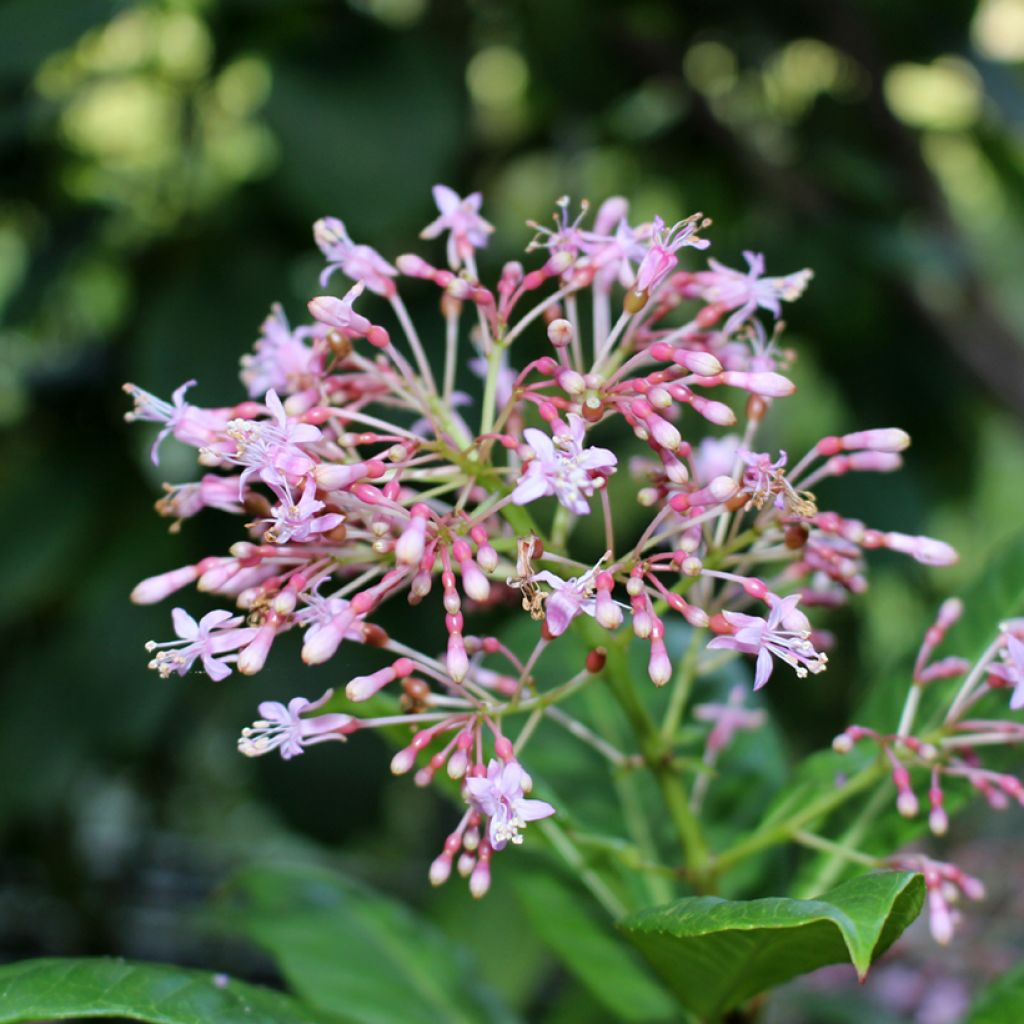 Fuchsia paniculata - Baumfuchsie