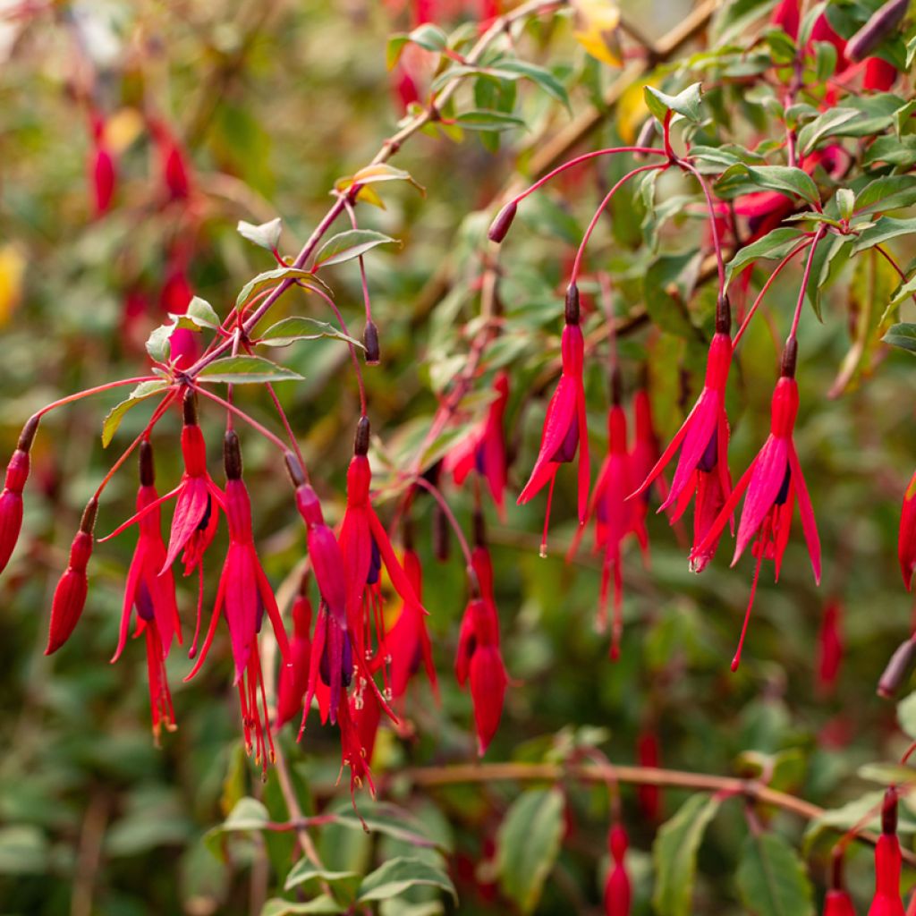 Fuchsia regia Regal