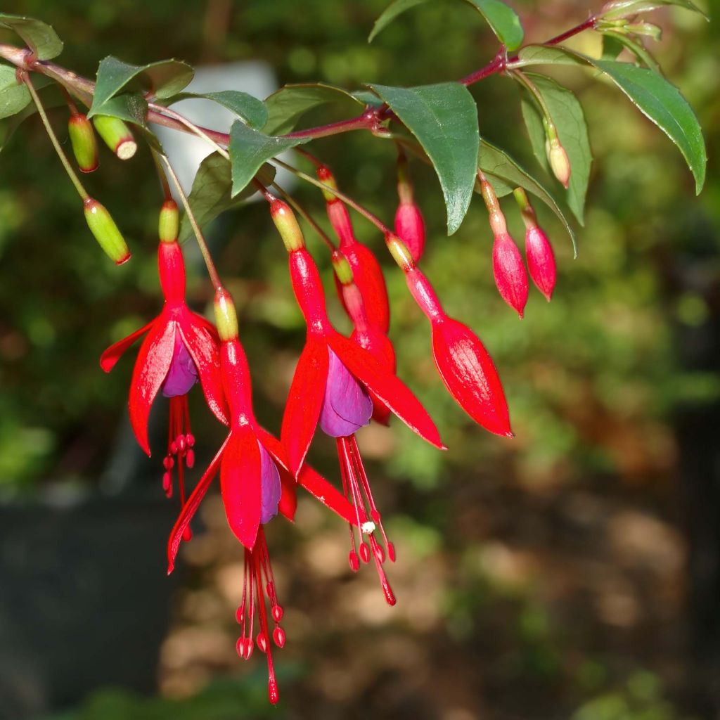 Fuchsia regia Reitzii - Fuchsia royal