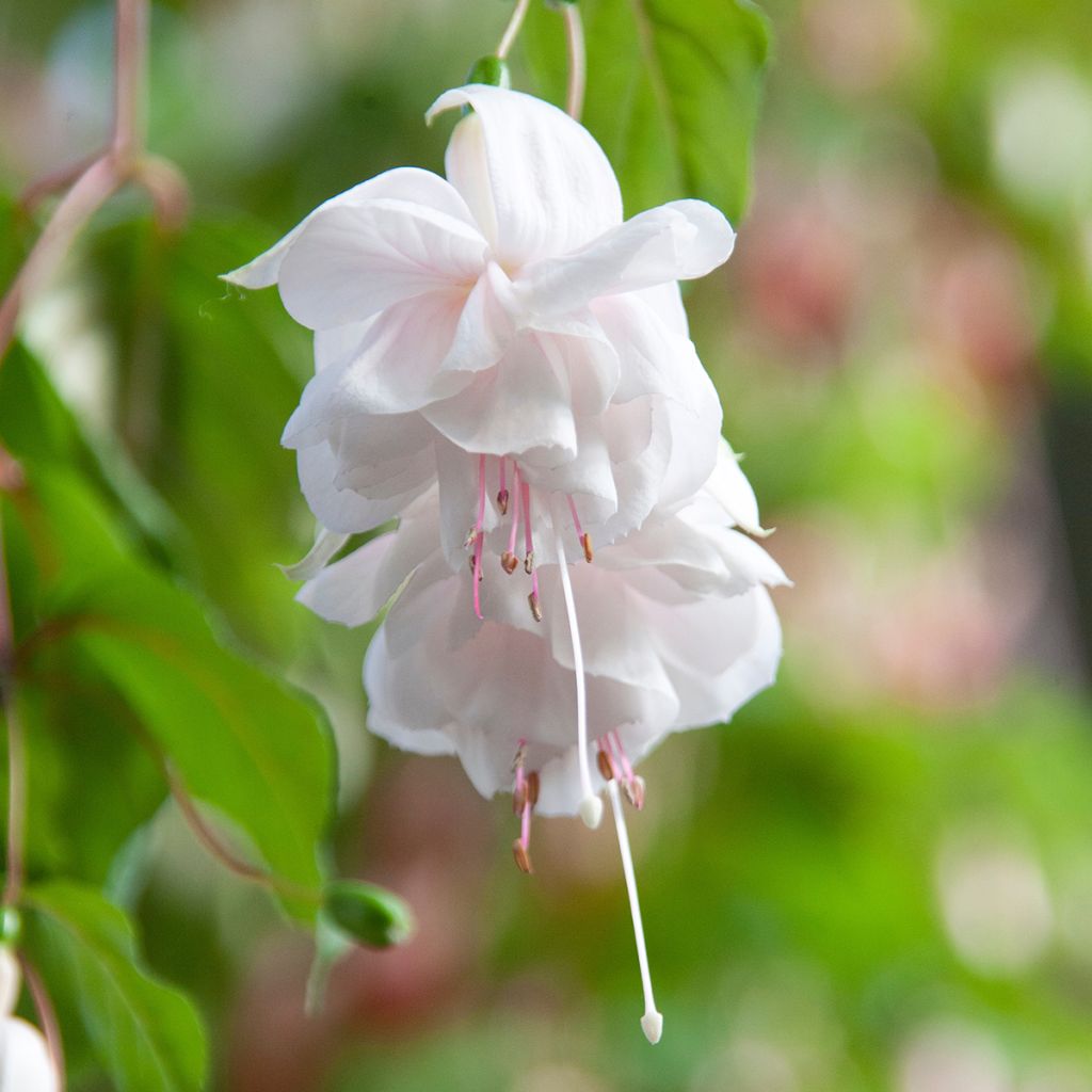 Fuchsia Holly Beauty