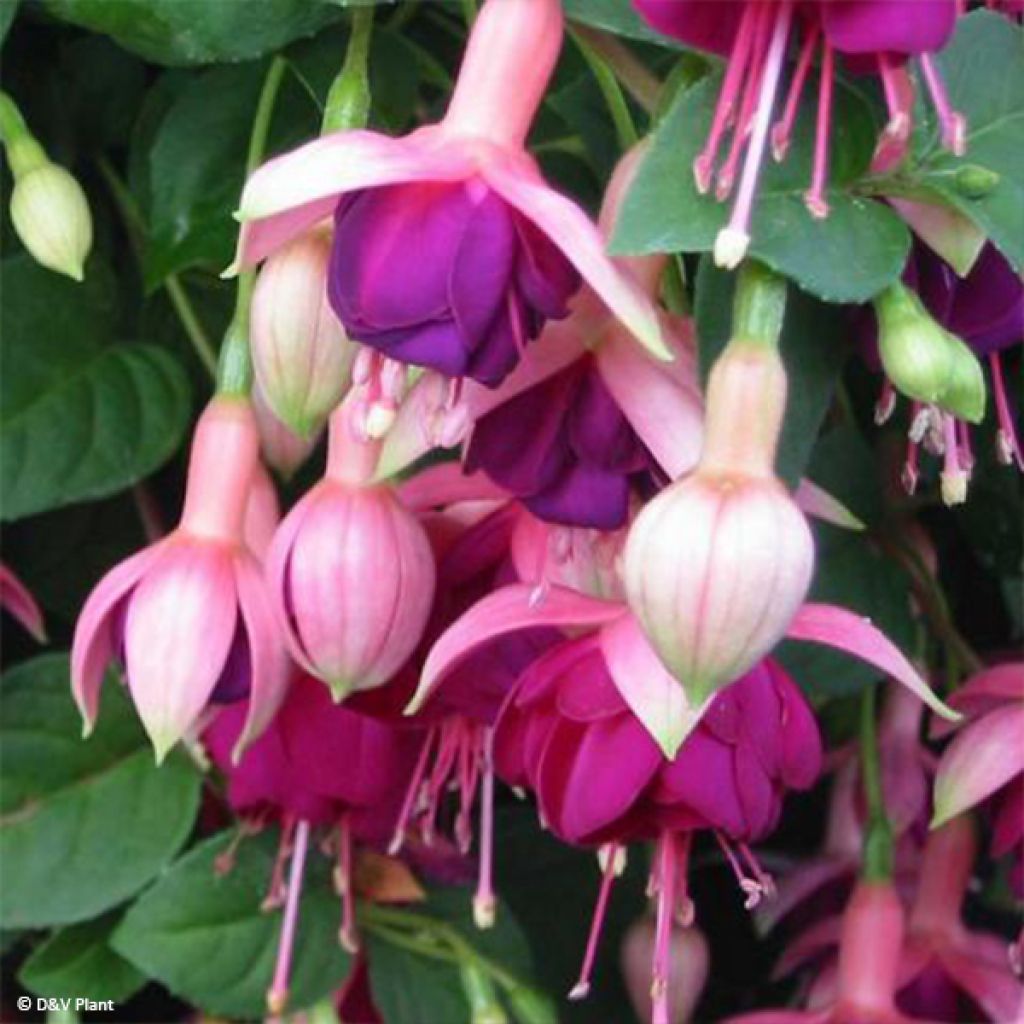 Fuchsia Constance