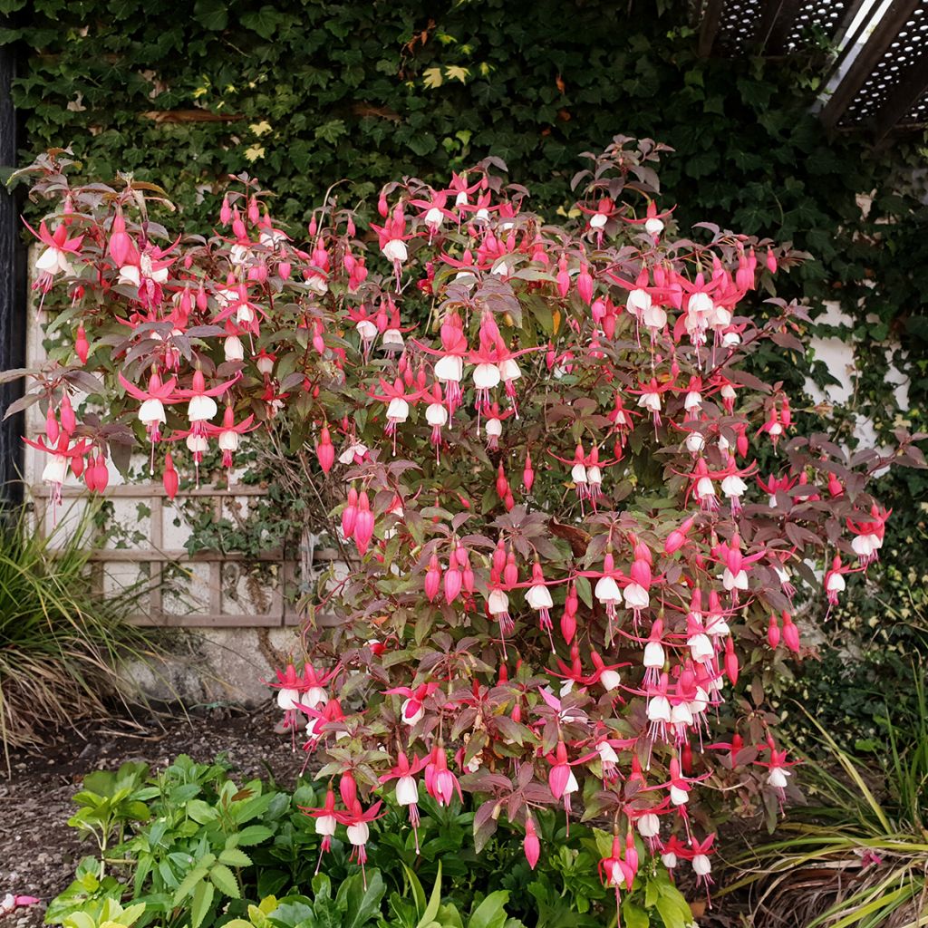 Fuchsia Lady Thumb