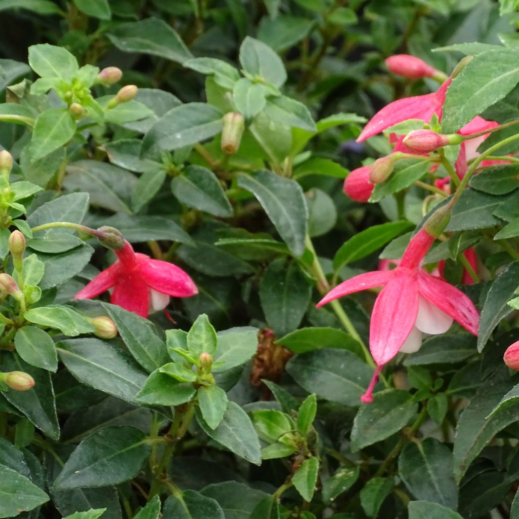 Fuchsia Lady Thumb