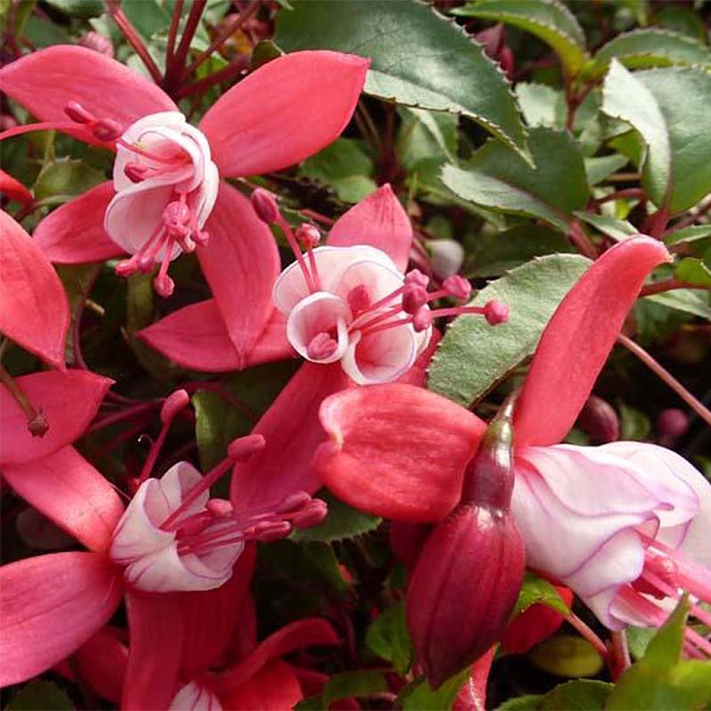 Fuchsia rustique Mme Cornelissen