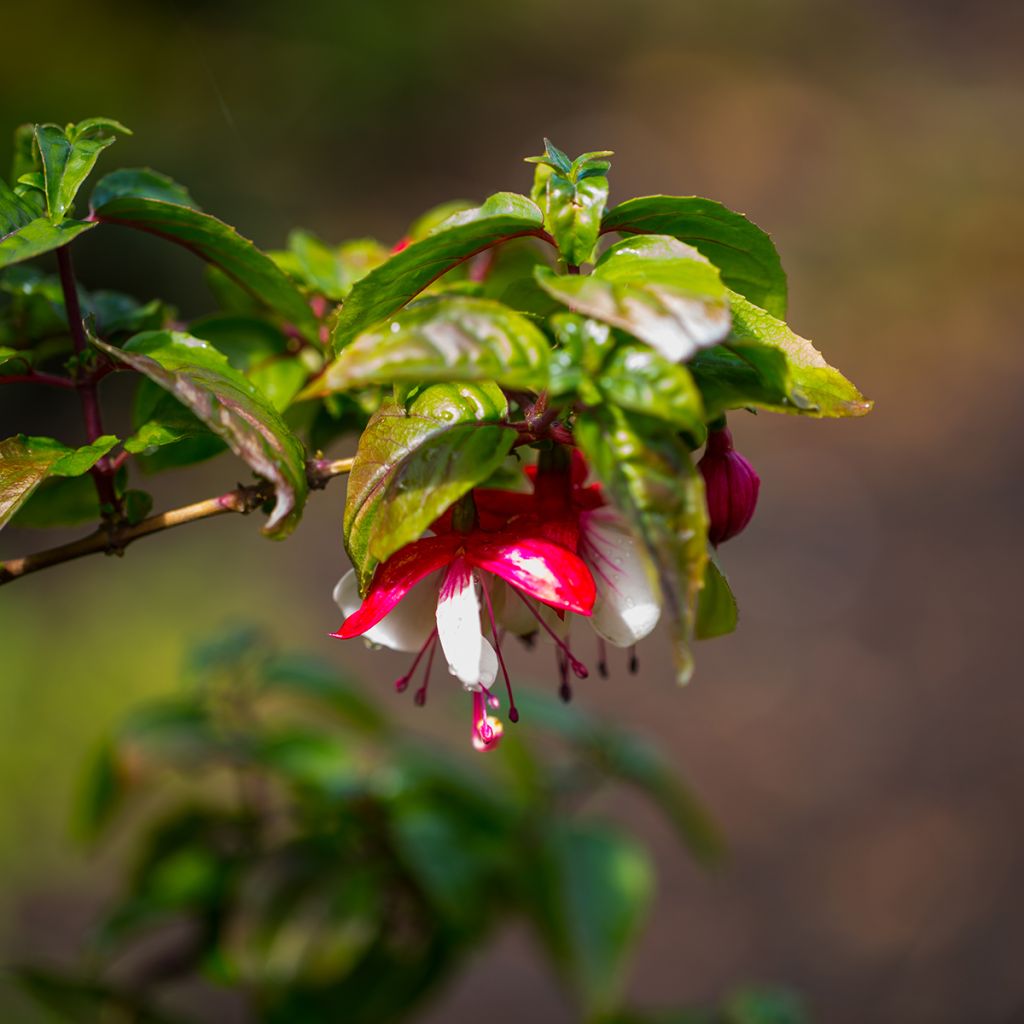 Fuchsia Mme Cornelissen