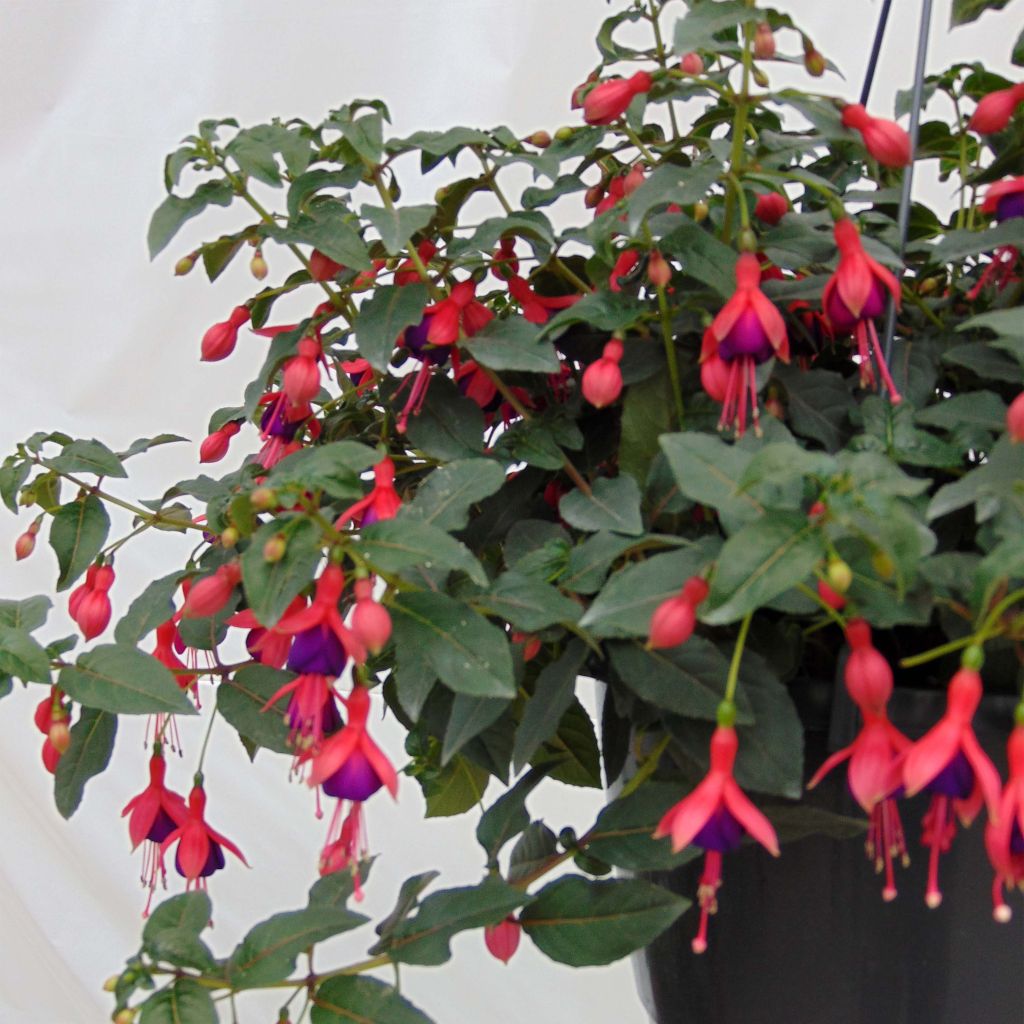 Fuchsia Mrs Popple