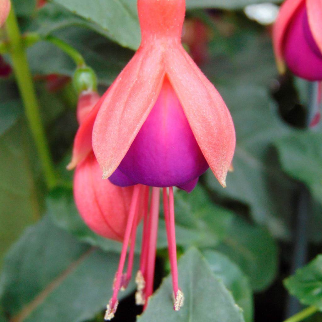 Fuchsia rustique Mrs Popple