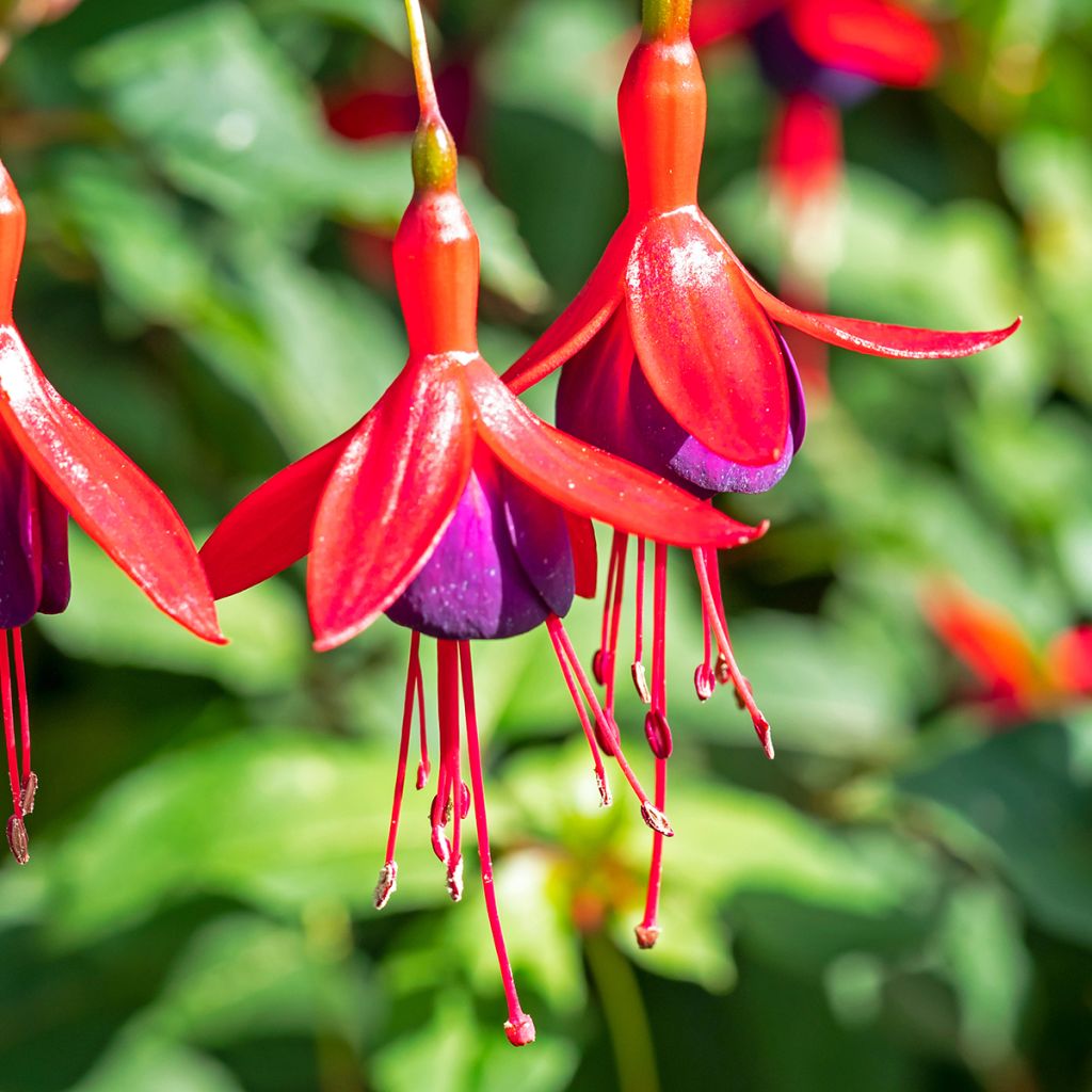 Fuchsia Mrs Popple