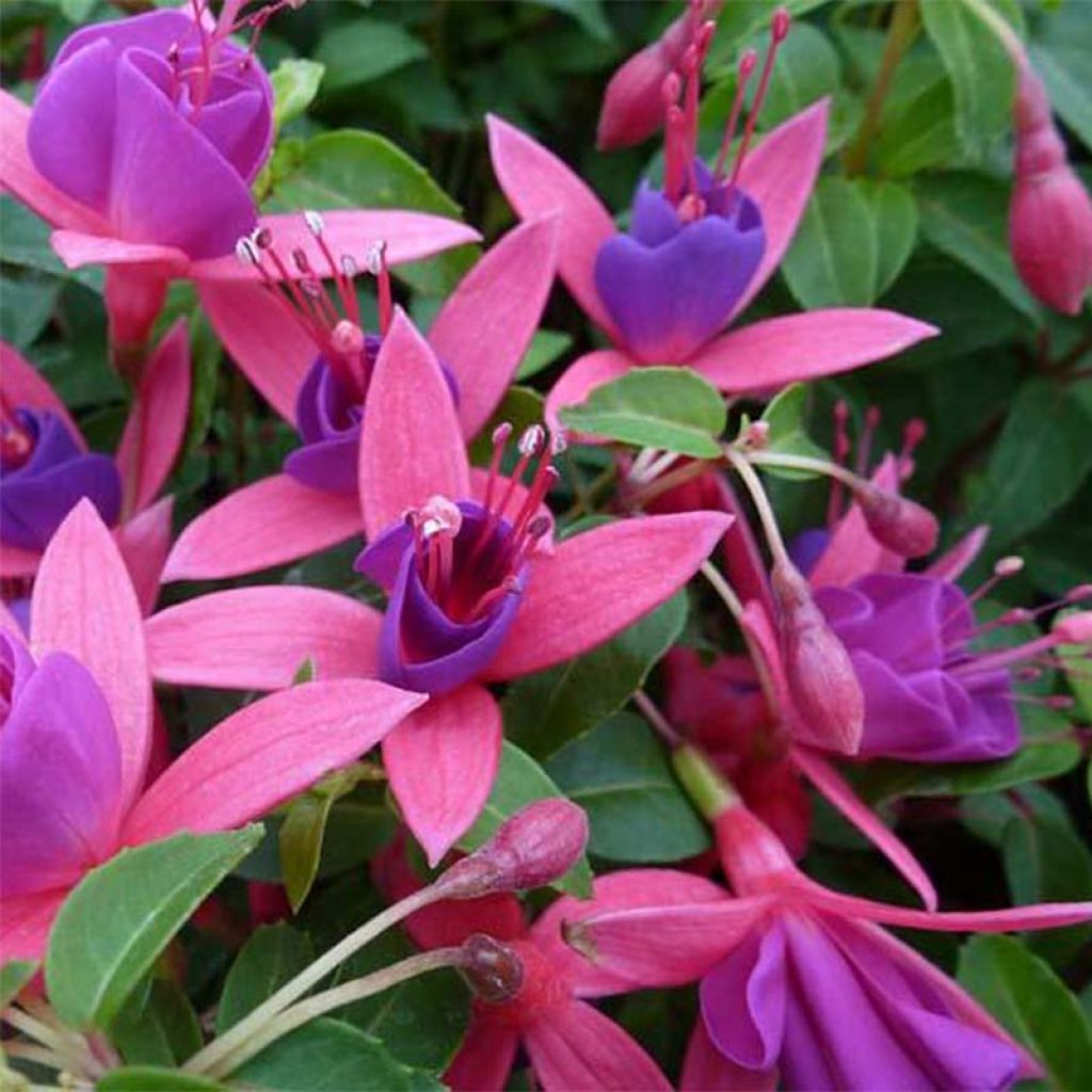 Fuchsia rustique Tom Thumb (Tom Pouce)