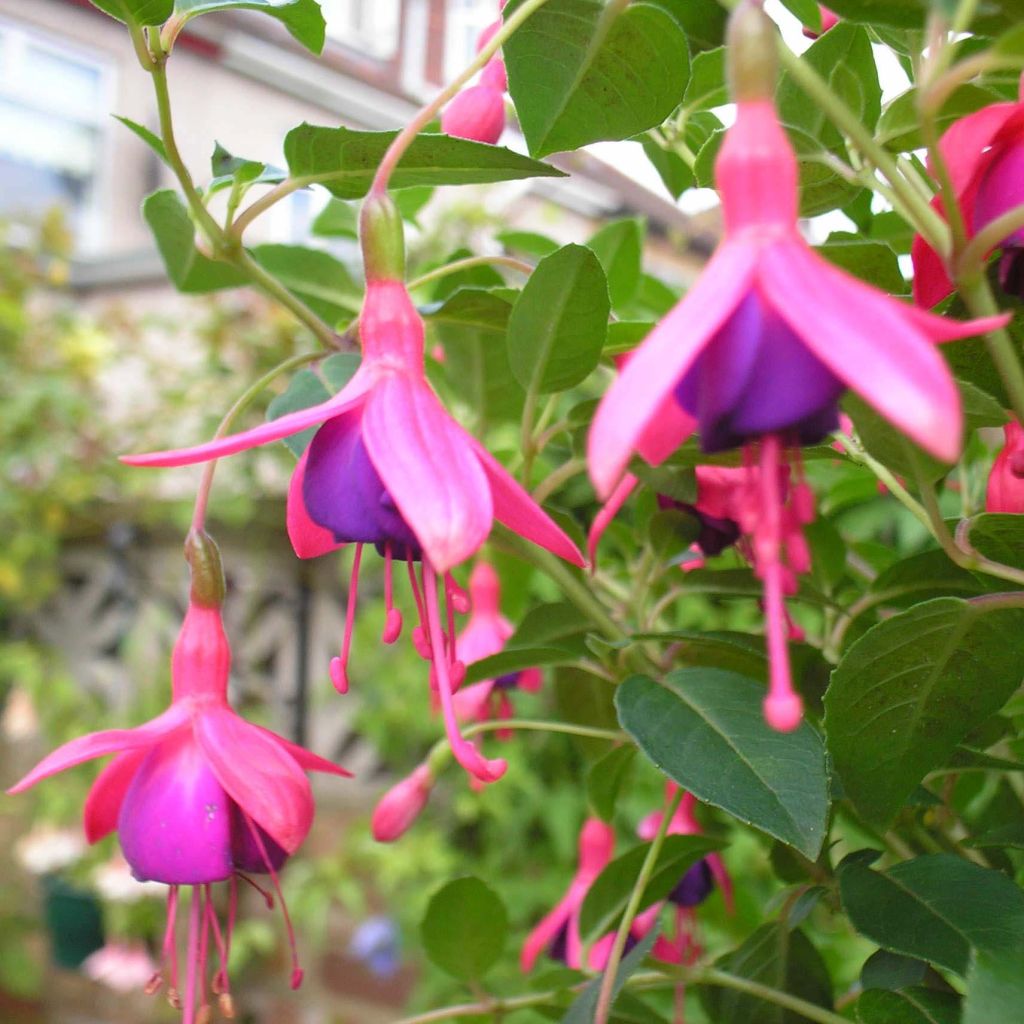 Fuchsia rustique Tom Thumb