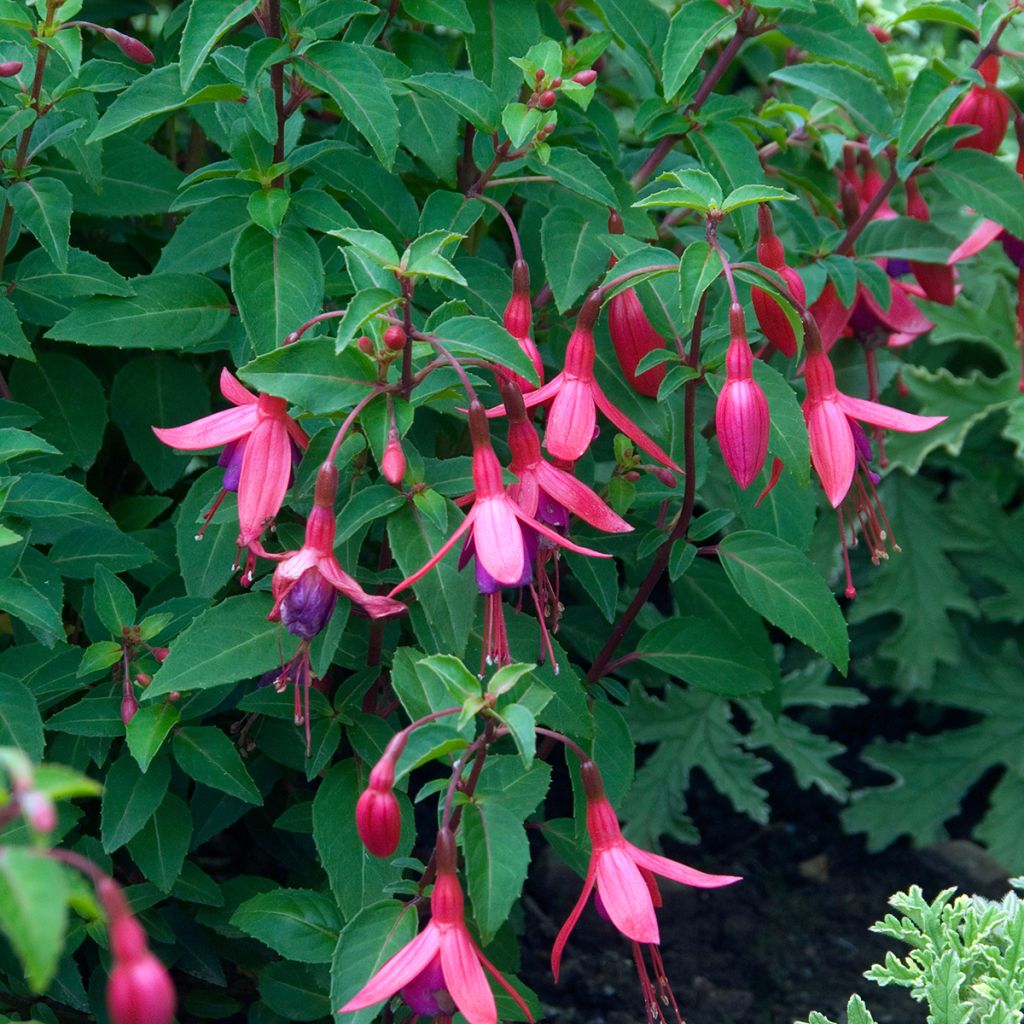 Fuchsia Tom Thumb