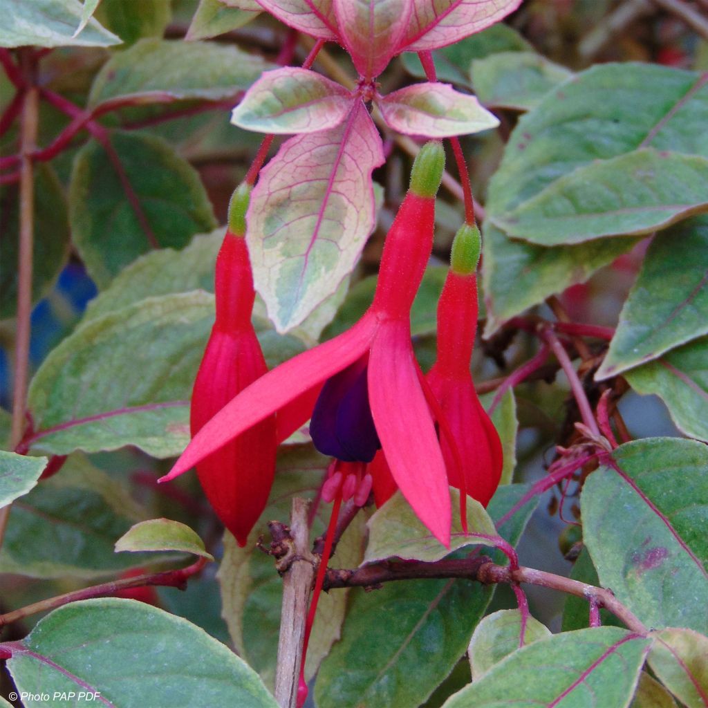 Fuchsia rustique Tom West