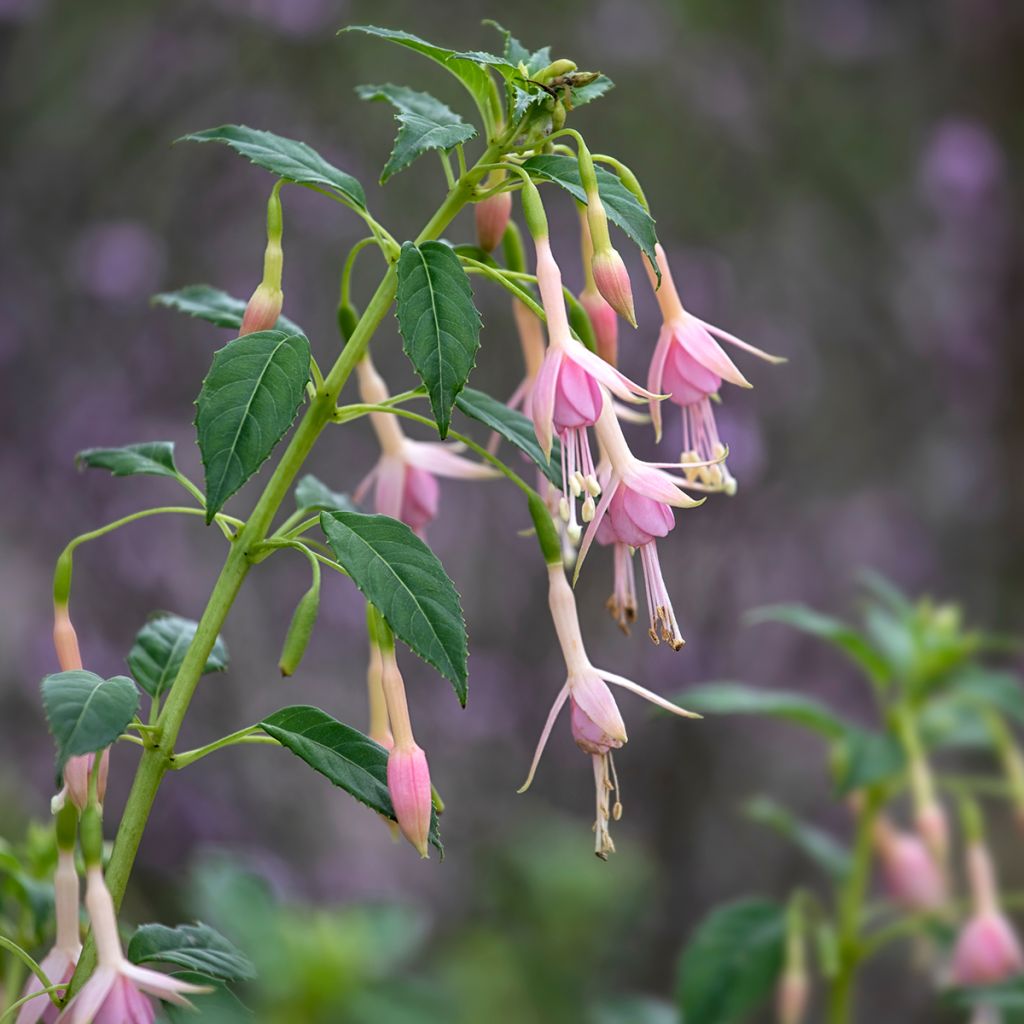 Fuchsia Whiteknights Pearl