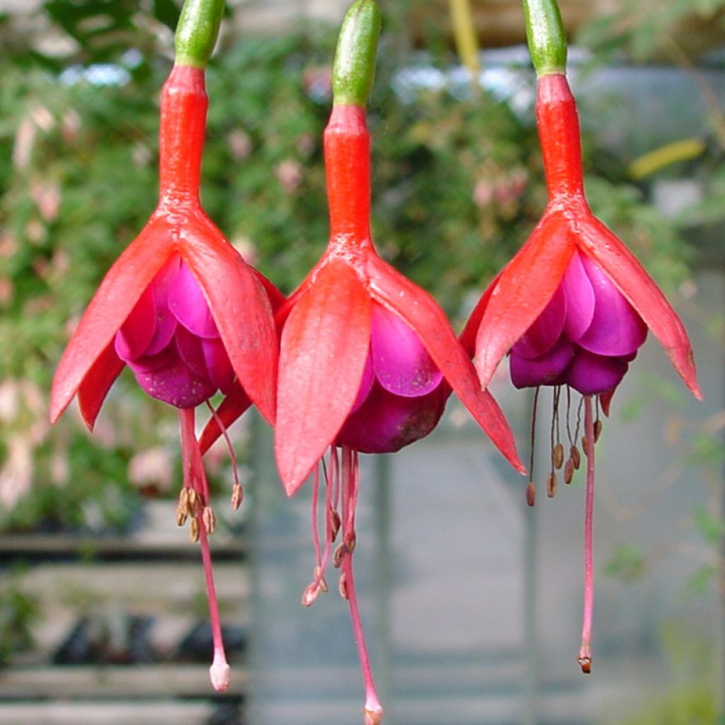 Fuchsia Douce France