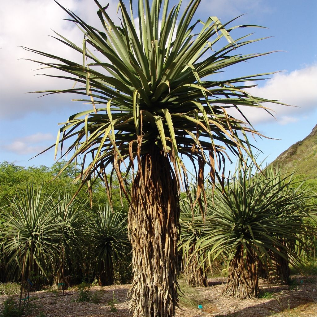 Furcraea macdougallii