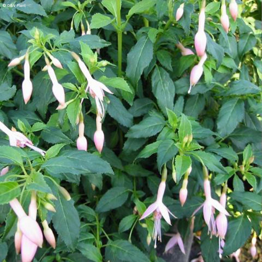 Fuchsia Whiteknights Pearl