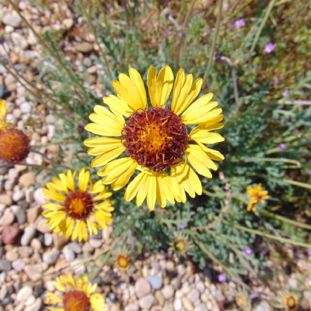 Kokardenblume - Gaillardia pinnatifida