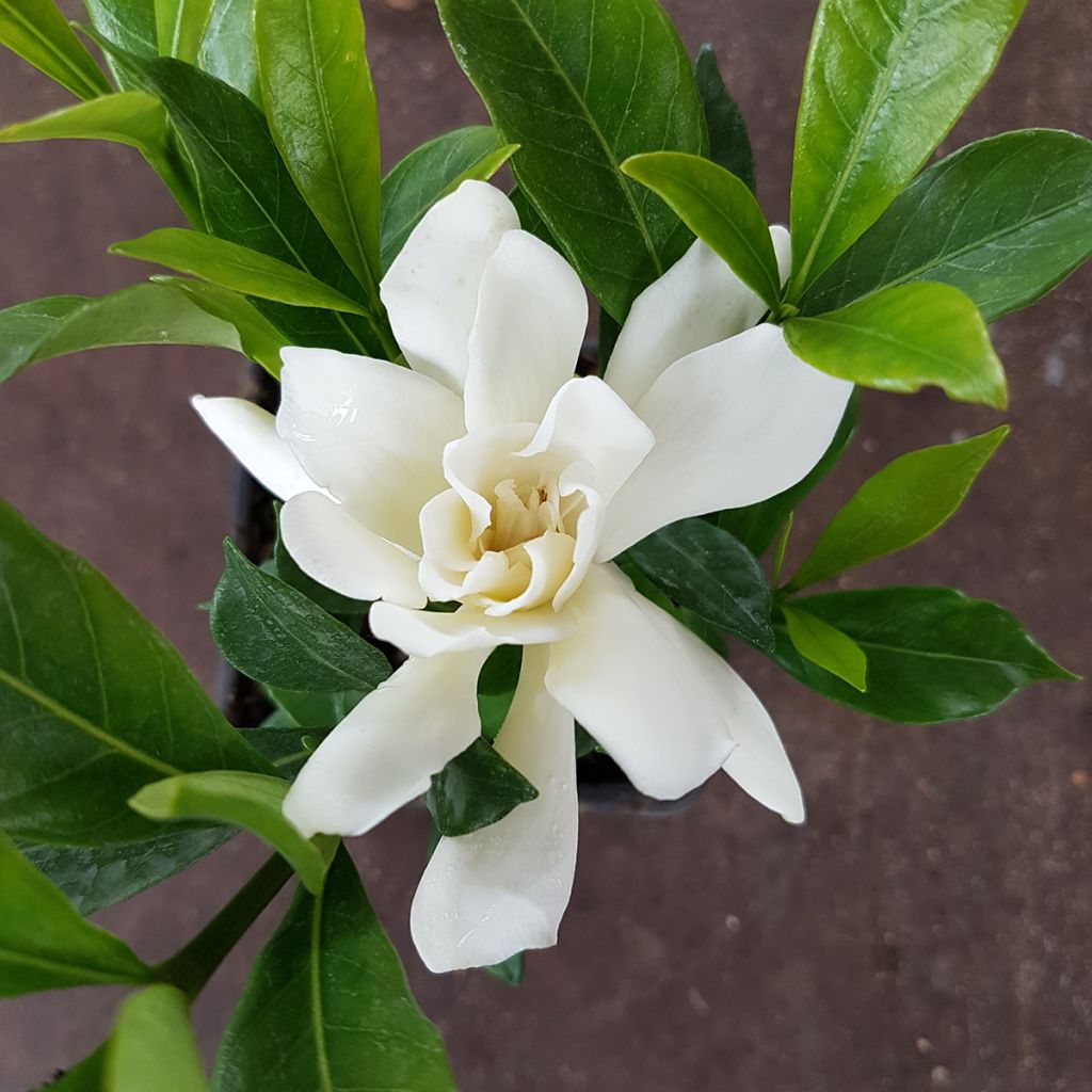 Gardenie Celestial Star - Gardenia jasminoides