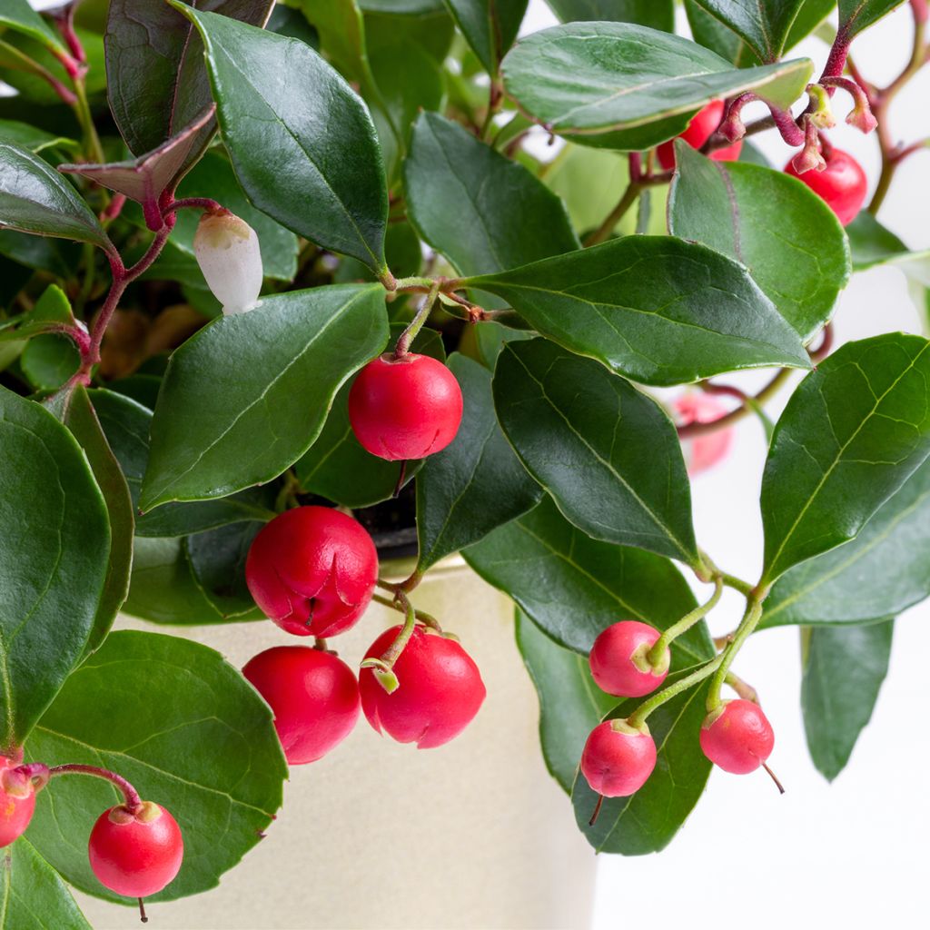 Gaultheria procumbens Big Berry - Scheinbeere