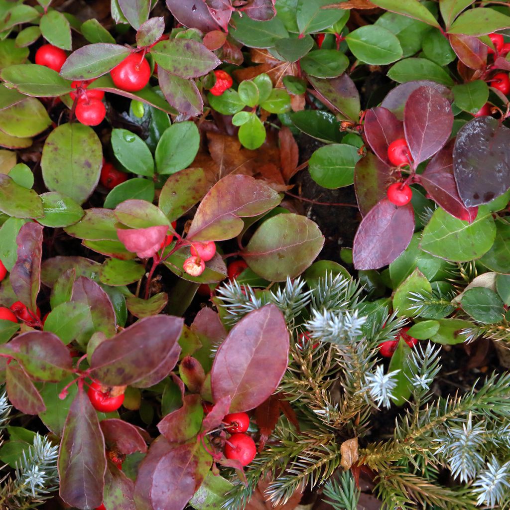 Gaultheria procumbens Big Berry - Scheinbeere