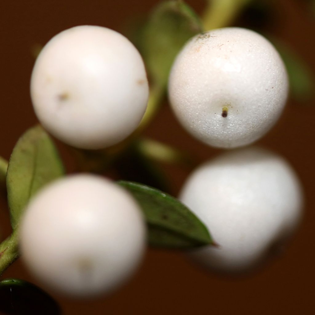 Gaultheria White Pearl - Scheinbeeren