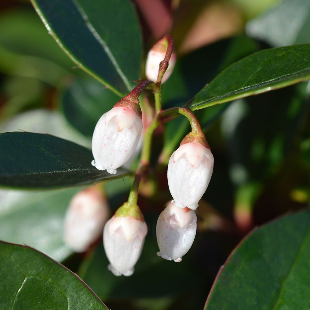 Gaultheria White Pearl - Scheinbeeren