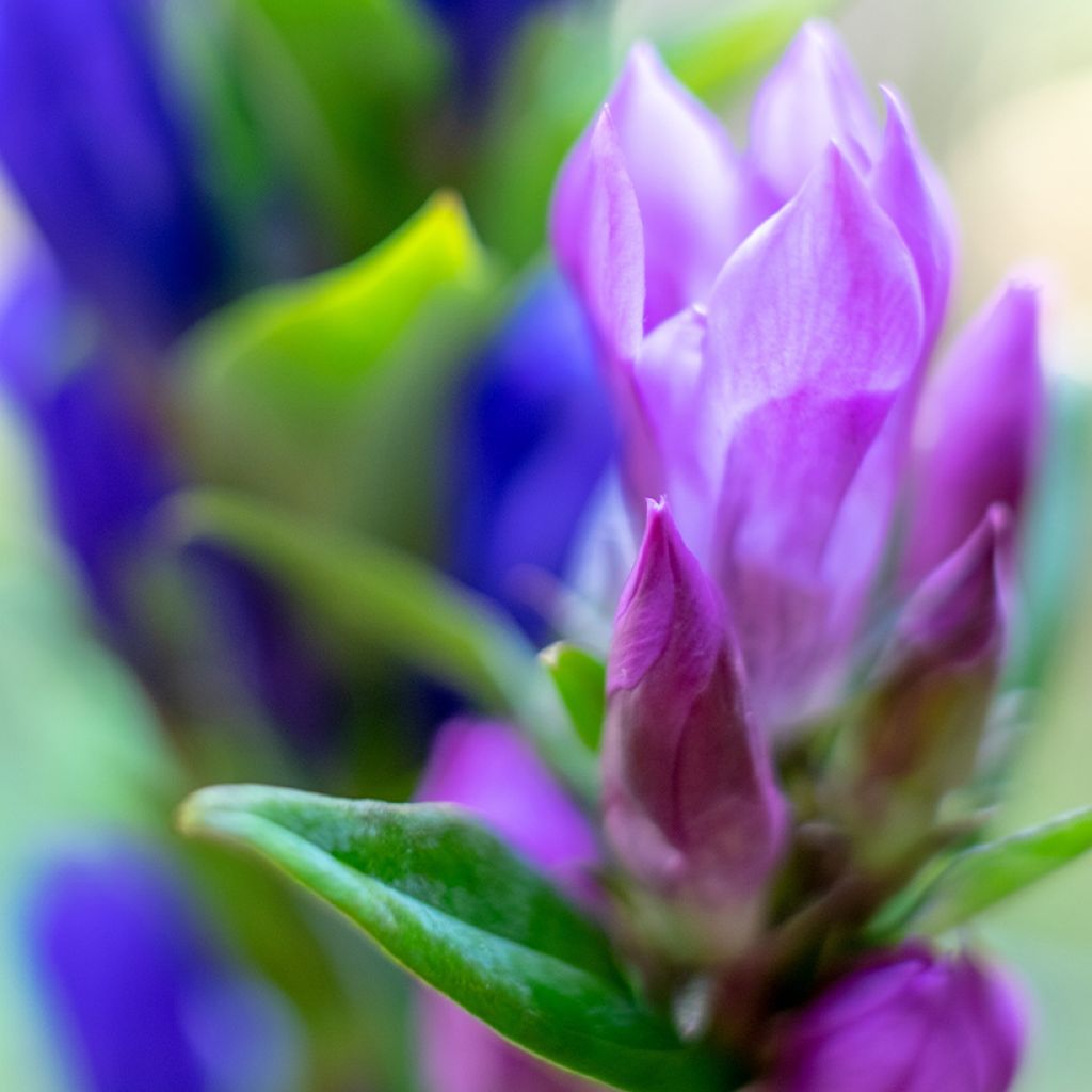 Gentiana scabra Zuki-rindo - Enzian