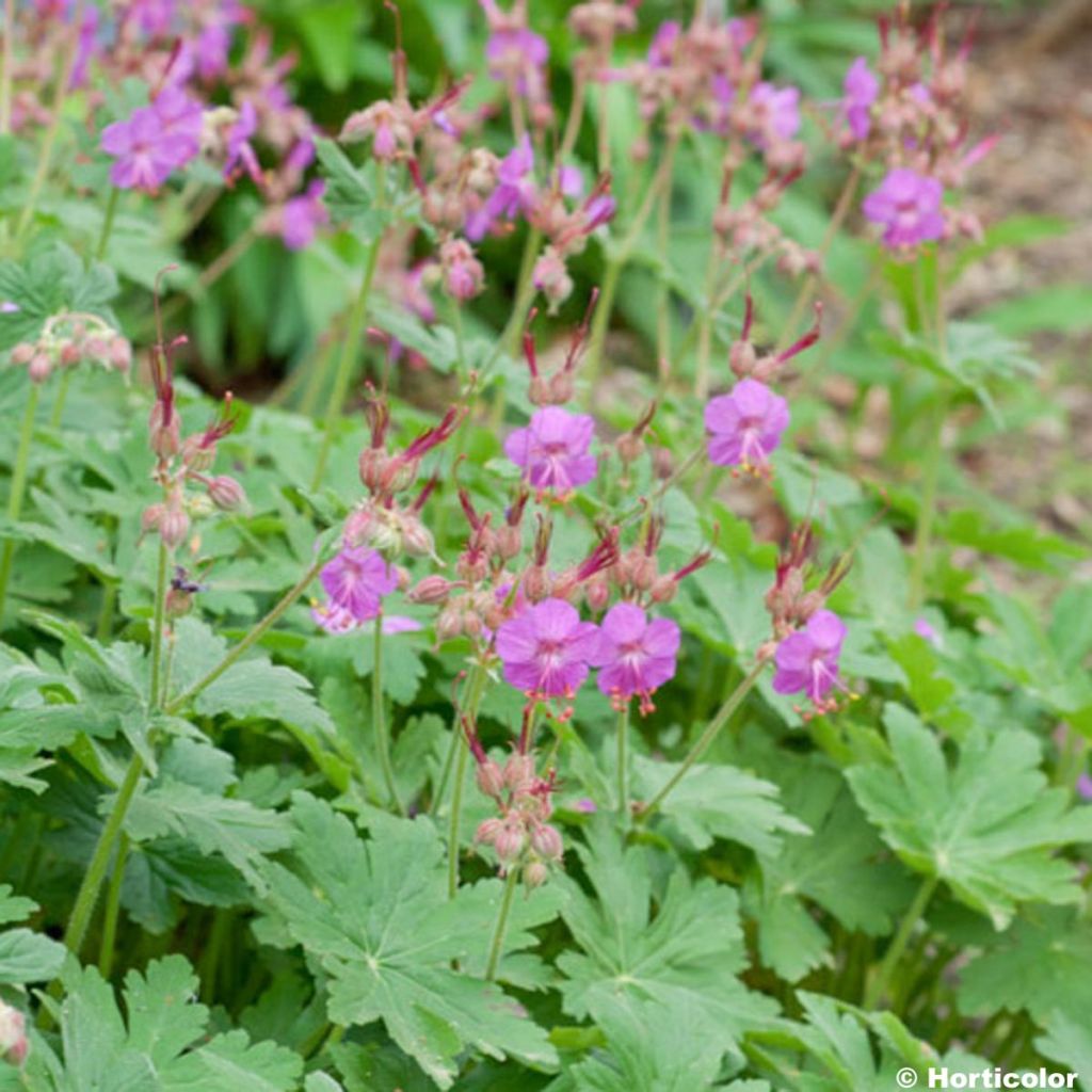 Geranium macrorrhizum - Balkan-Storchschnabel