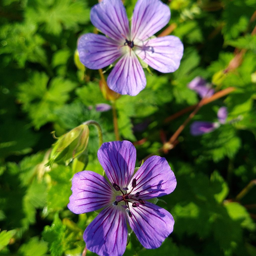 Geranium wallichianum Magical All Summer Joy - Storchschnabel