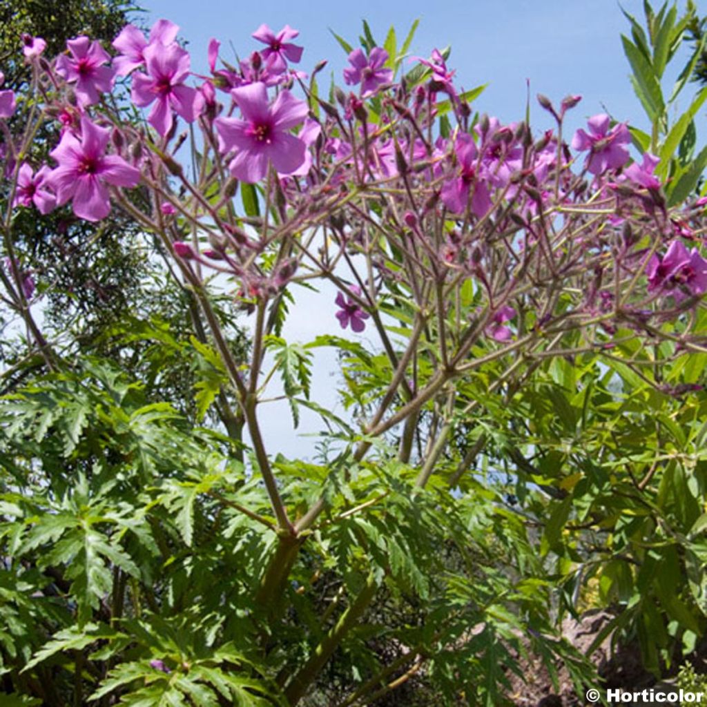 Geranium palmatum - Storchschnabel