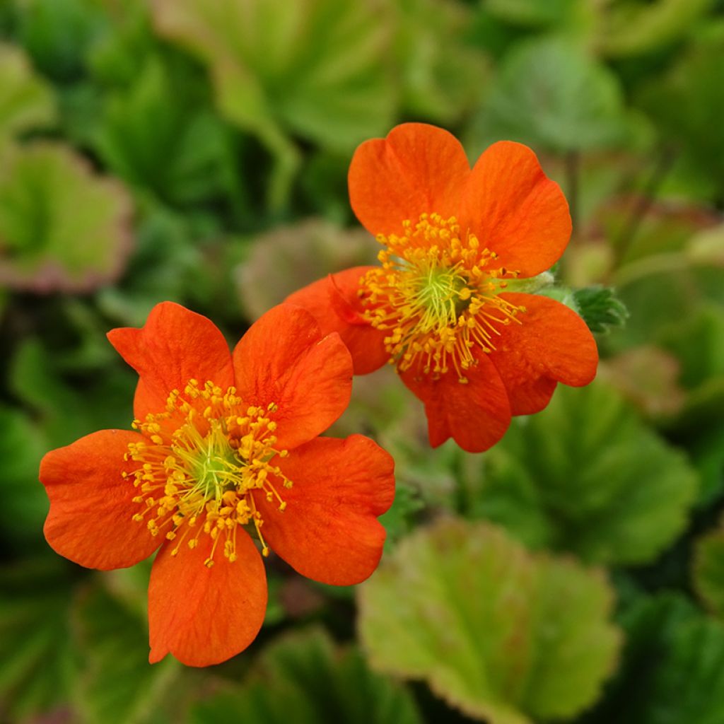 Geum coccineum Borisii - Scharlachrote Nelkenwurz