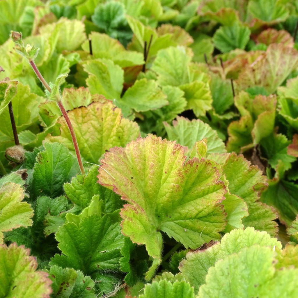 Geum coccineum Borisii - Benoîte orange