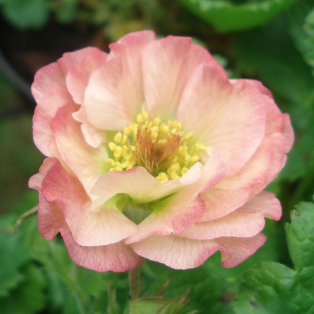 Geum Cosmopolitan - Benoite blanc-pêche