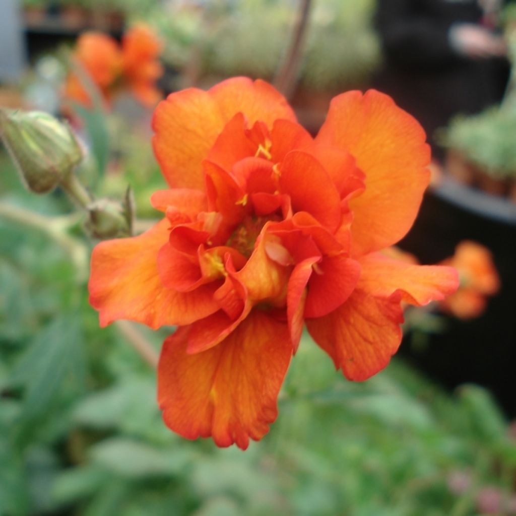 Geum Prinses Juliana - Benoite orange et jaune