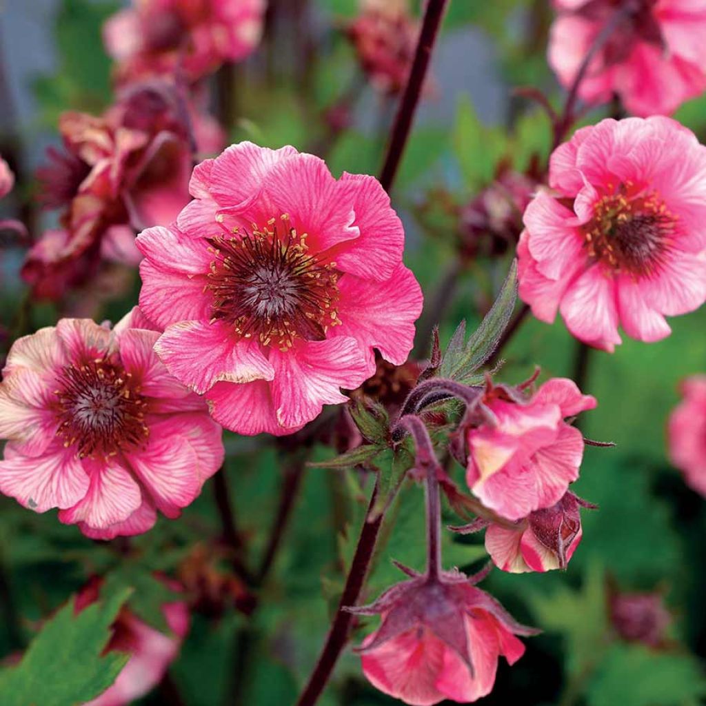 Geum Tempo Rose - Nelkenwurz