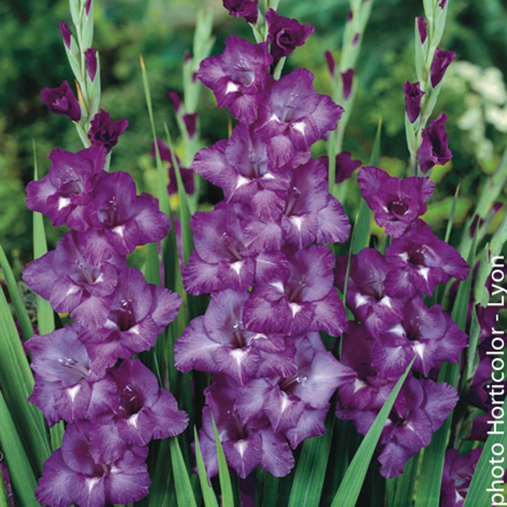 Glaïeul ou Gladiolus Blue Isle