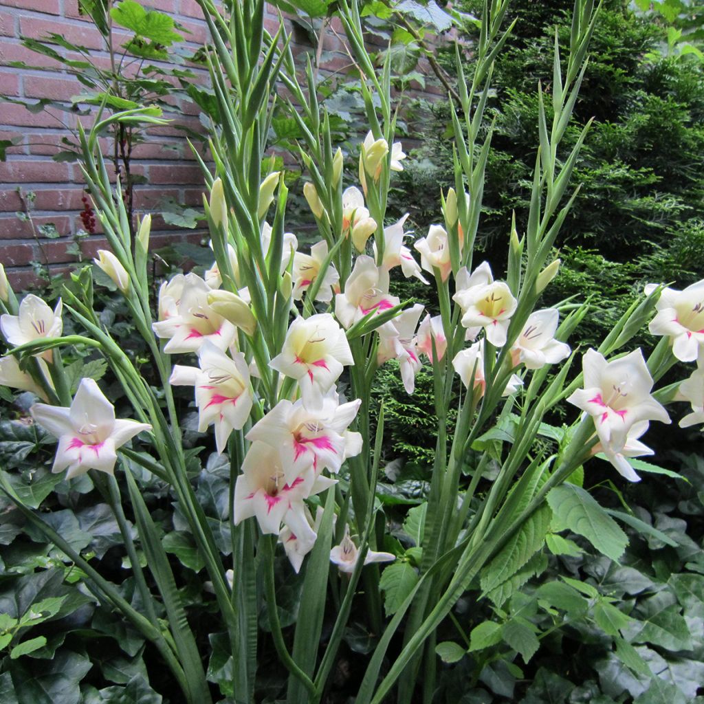 Gladiolus colvillei Carine - Zwerg-Gladiole