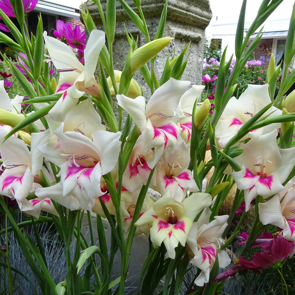 Gladiolus colvillei Carine - Zwerg-Gladiole