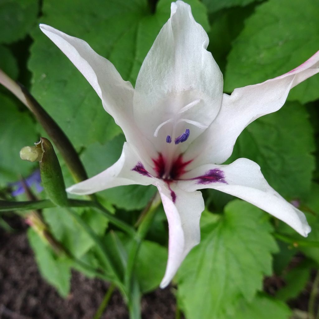 Gladiolus carneus Albidus - Gladiole