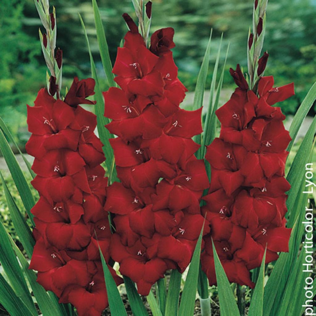 Großblütige Gladiole Espresso - Gladiolus