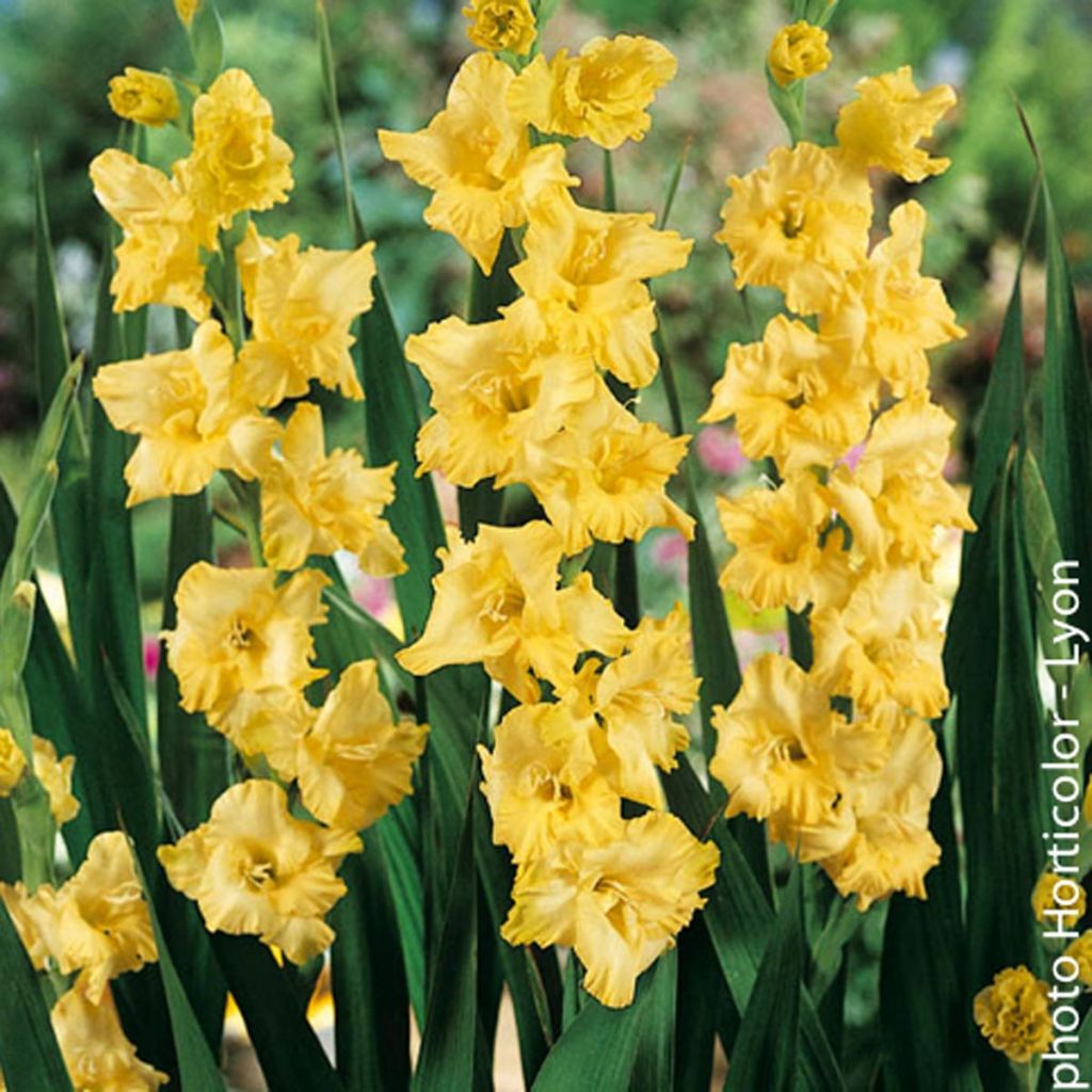 Glaïeul ou Gladiolus Morning Gold