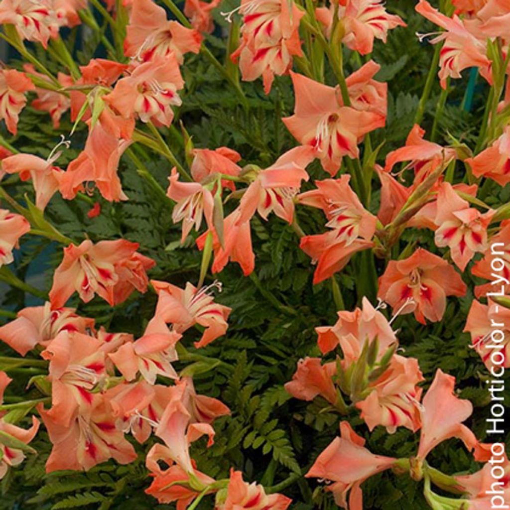 Gladiolus nanus Nathalie - Gladiole