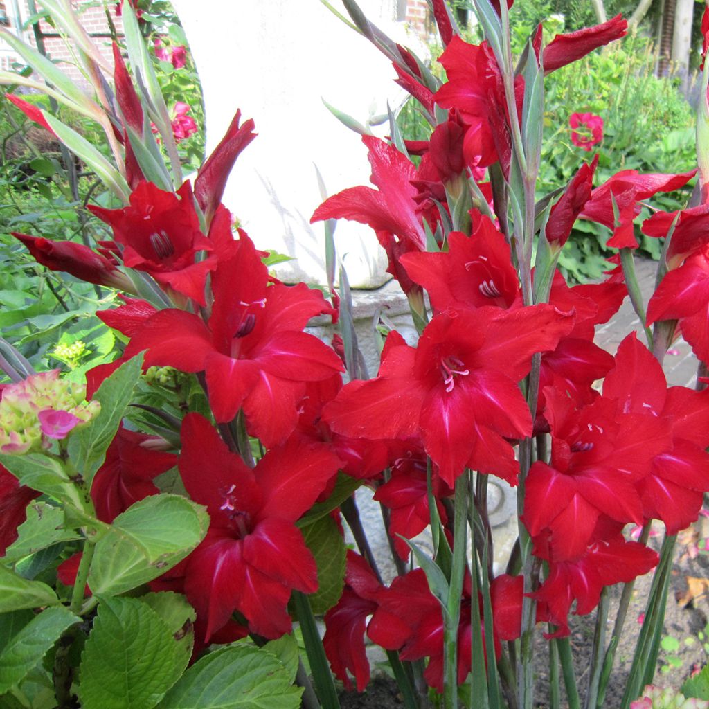 Gladiolus colvillei Red Drizzle - Zwerg-Gladiole